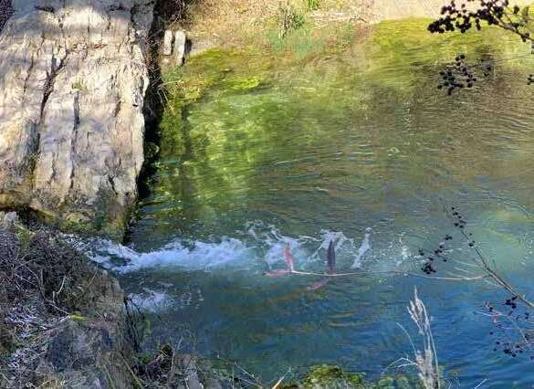 Acqua di fonte