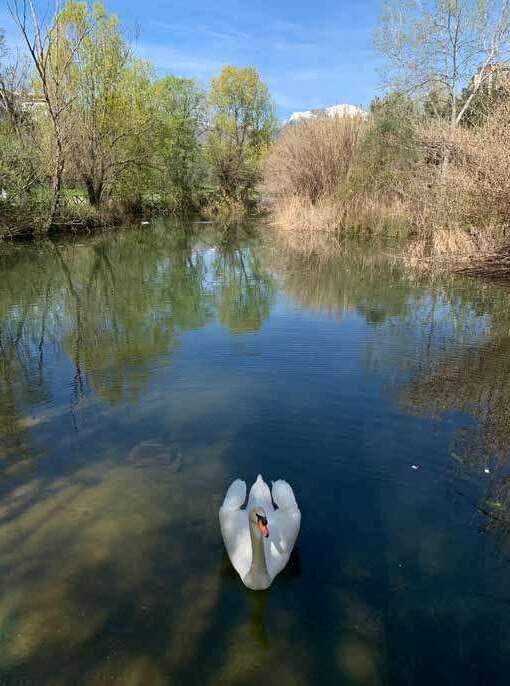 Un cigno sul laghetto del Parco fluviale di Teramo